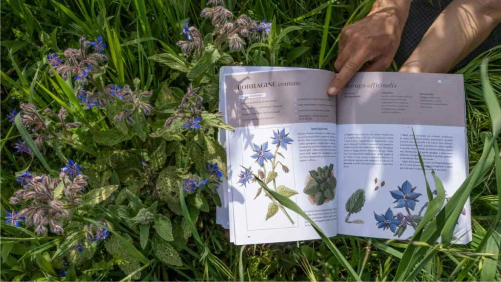 borragine spontanea