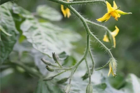 cascola fiore pomodoro