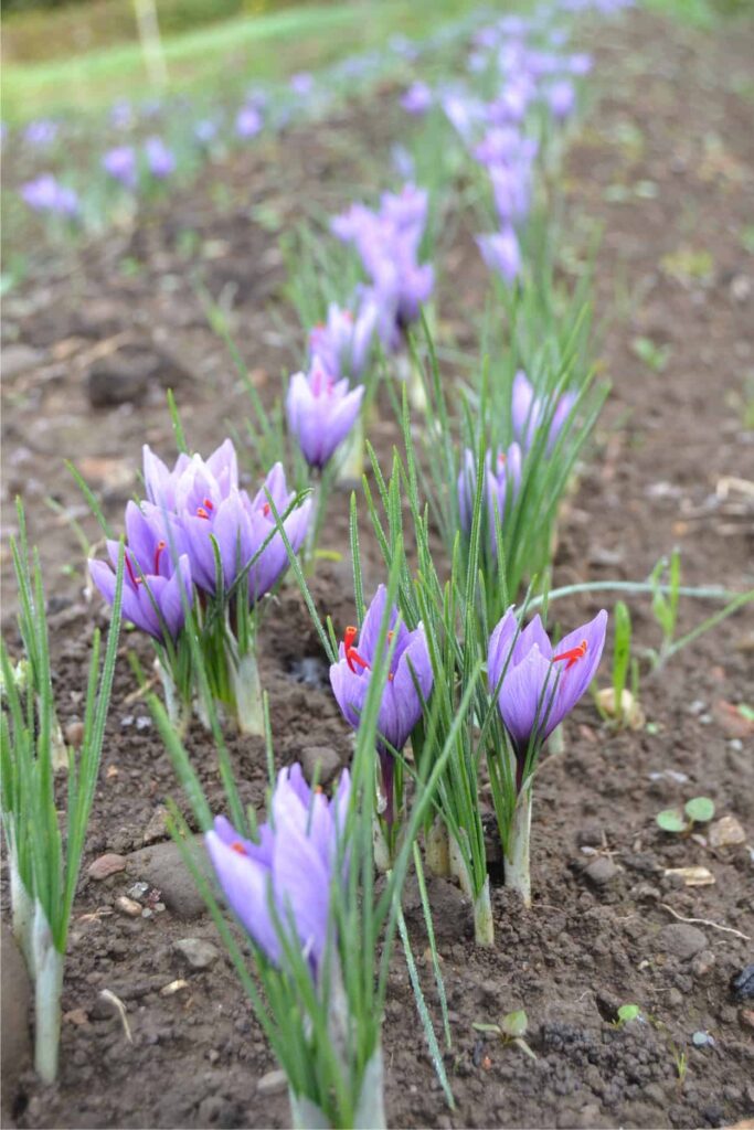 fioritura in zafferaneto