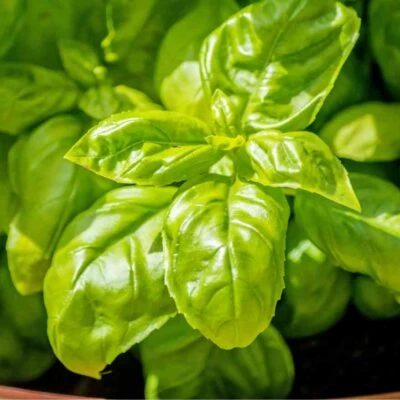 foglie di basilico