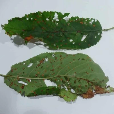 vaiolatura su foglie di ciliegio