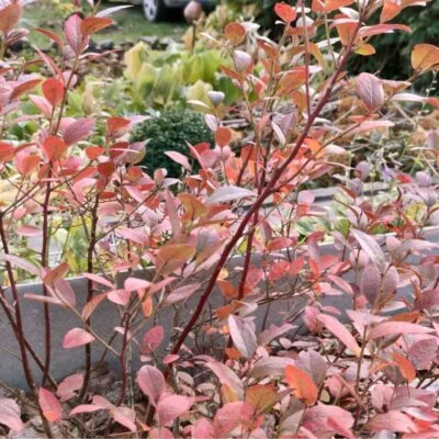 foglie rosse mirtillo