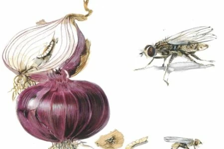 mosca della cipolla
