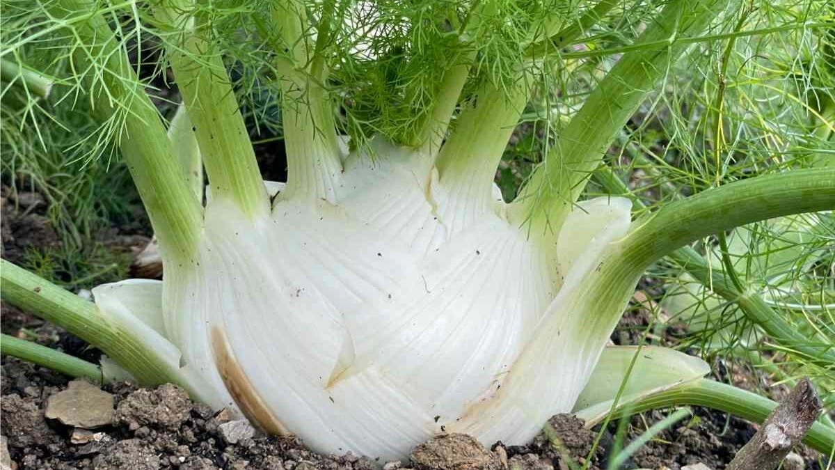 raccogliere finocchi