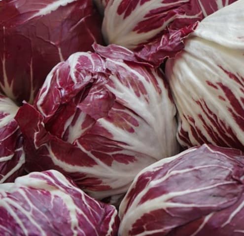 Piantine Di Radicchio Chioggia Medio Precoce - Kit Da 9 Piante Pronte Per Trapianto, Made In Italy, Non OGM