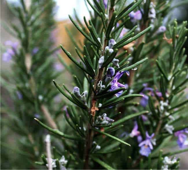 Rosmarino Eretto - 2 Piante Aromatiche In Vaso 16cm | Profumate E Fresche Per Cucina E Giardino - Foto 3