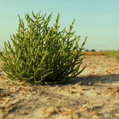 asparago di mare nel salicornieto