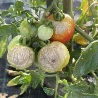 scottatura sui frutti di pomodoro