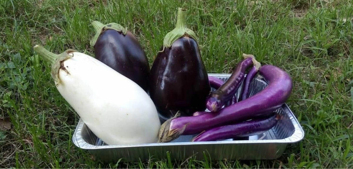 varietà di melanzana