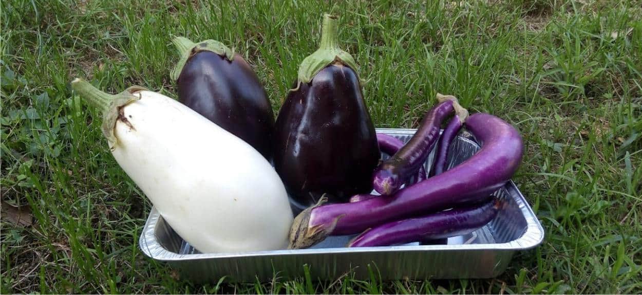 Quali varietà di melanzana coltivare: sementi consigliate