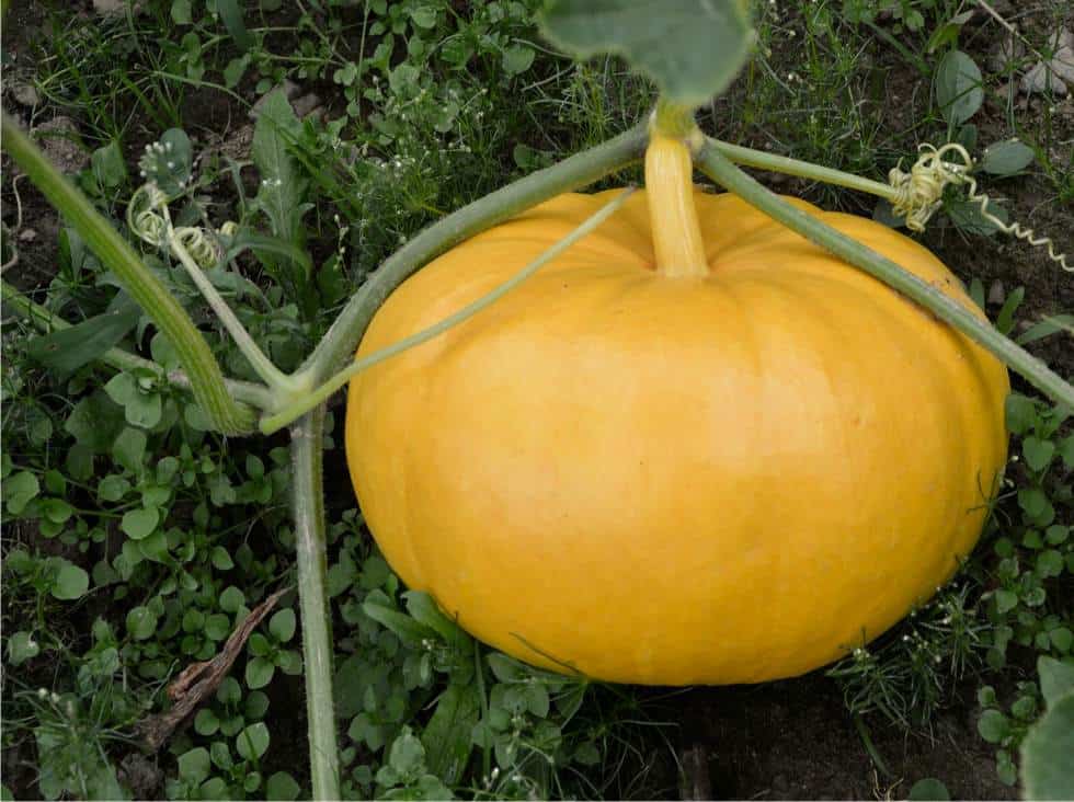 Coltivare Le Zucche: Tutto Quello Che Devi Sapere - Noi Siamo Agricoltura