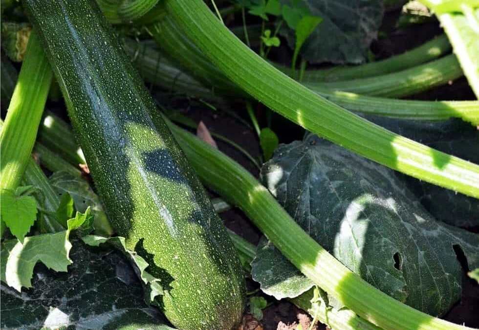 malattie delle zucchine