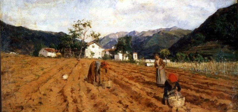la raccolta delle patate