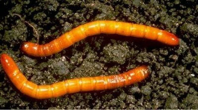 elateridi o ferretti