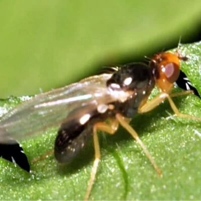 chamaepsila rosae, la mosca della carota