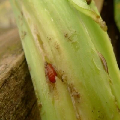 i danni della mosca del porro