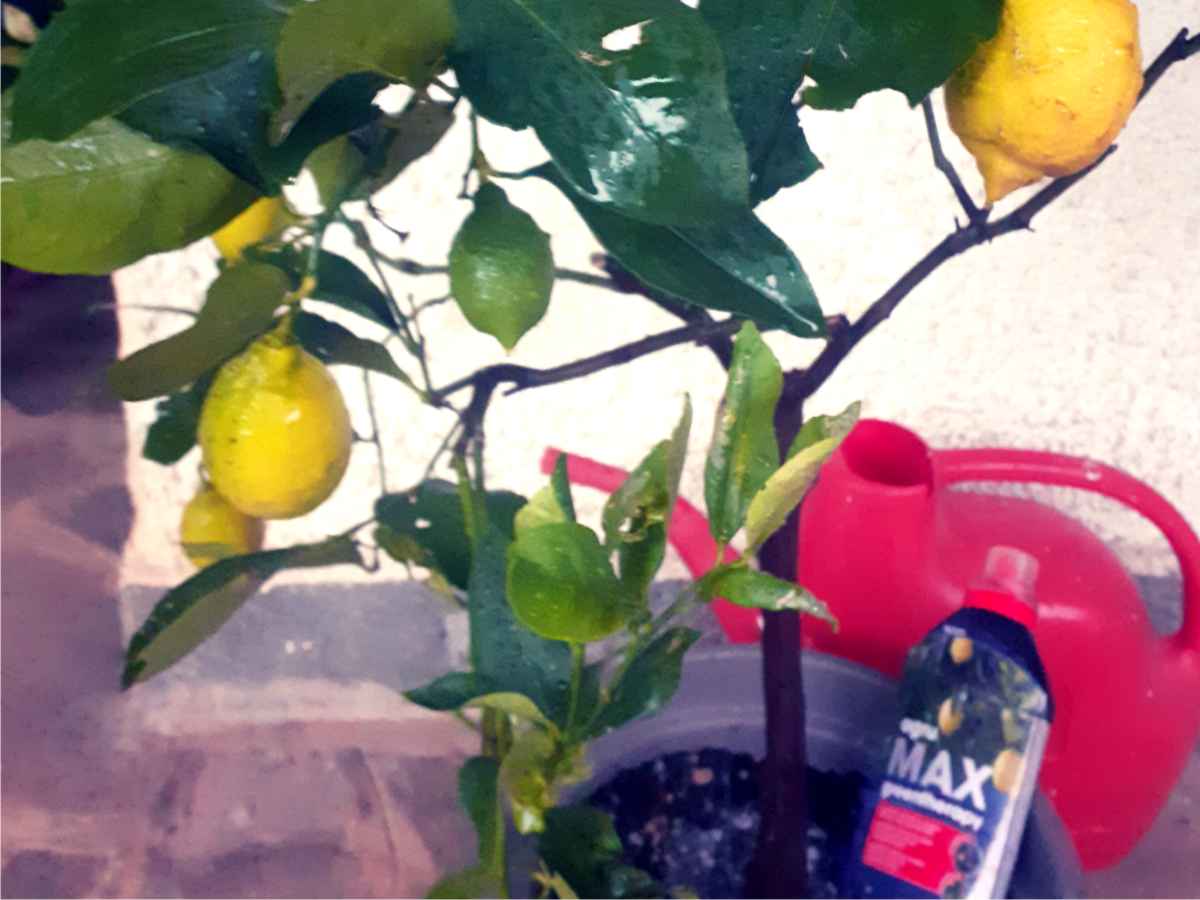 concime per limoni da vaso