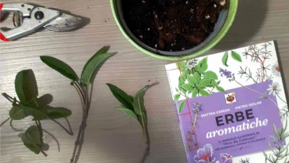 talea di salvia