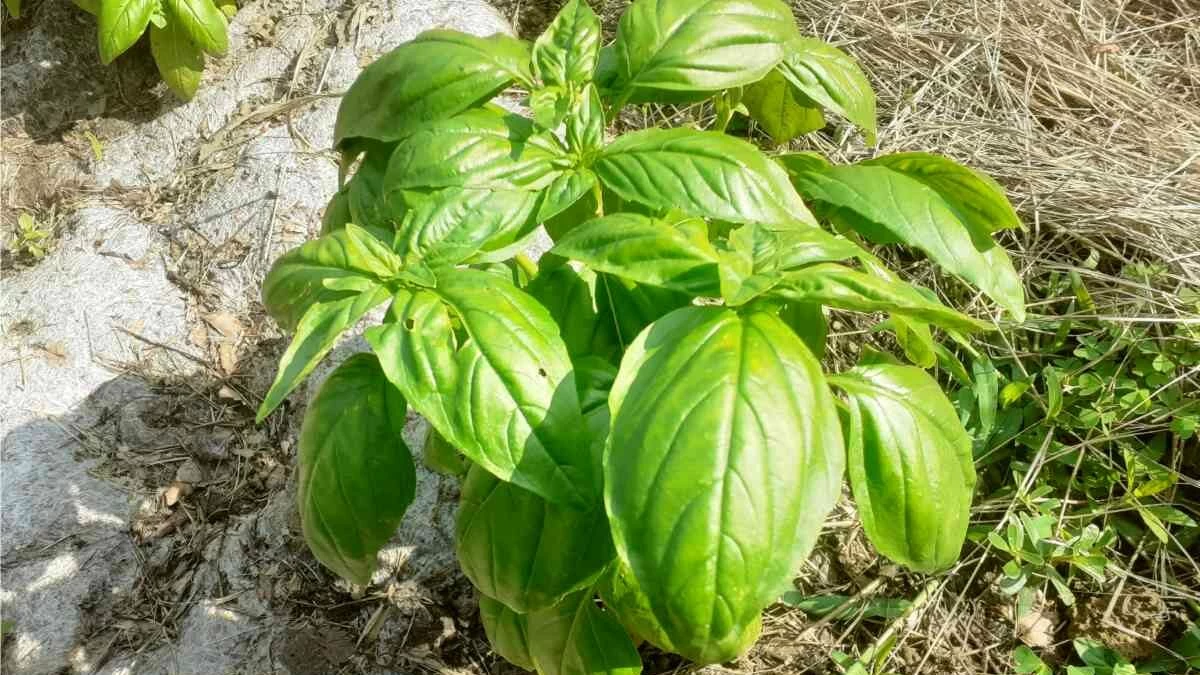 piantina di basilico