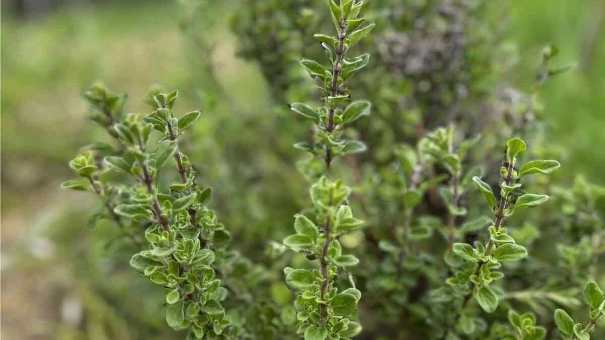 cespuglio di origano