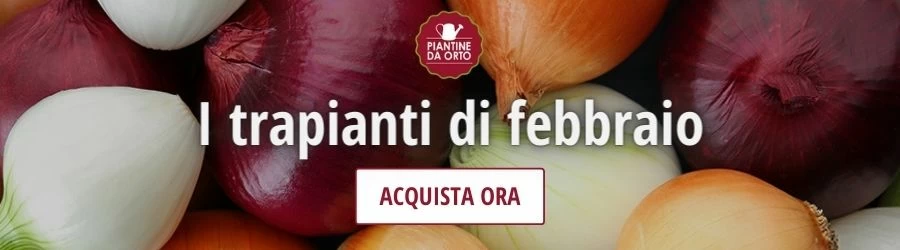 trapianti di febbraio