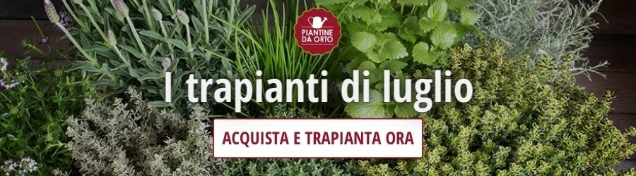 trapianti luglio