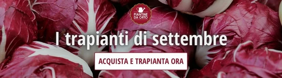 settembre trapianti