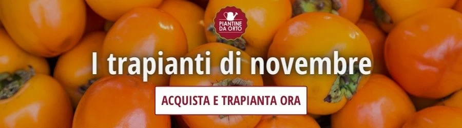 novembre trapianti