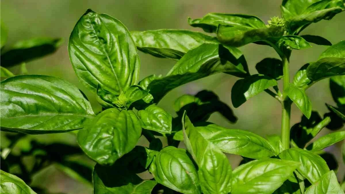 basilico concimazione