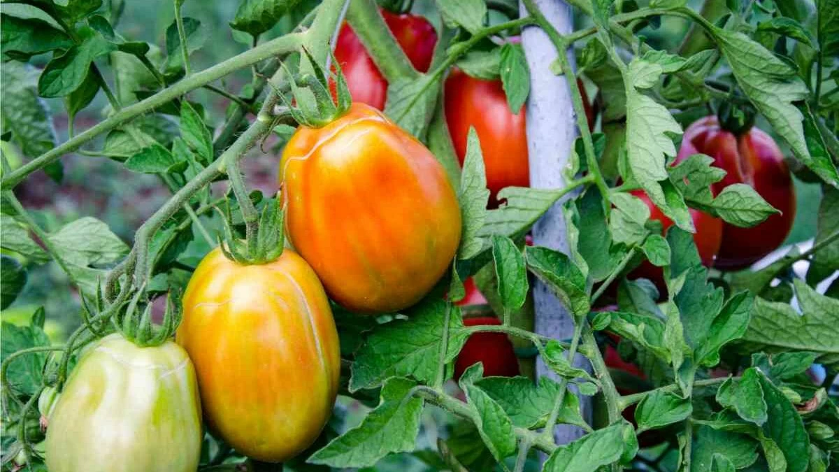 pomodori ben concimati