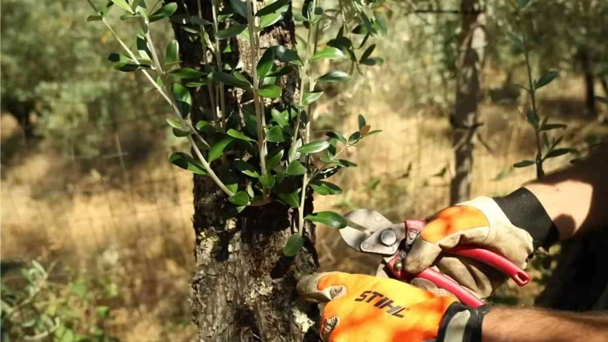 potatura verde dell'olivo