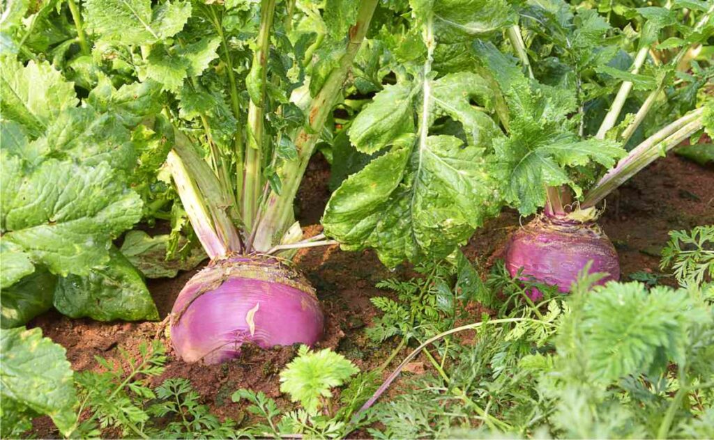 coltivazione di rape nell'orto