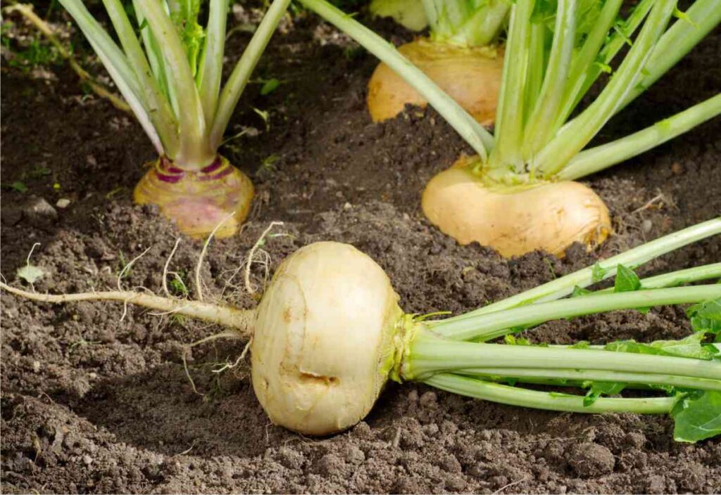 rape pronte per il raccolto