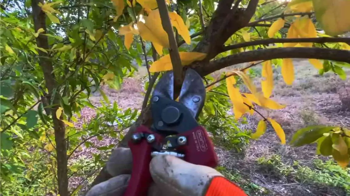 potare il melograno a ottobre