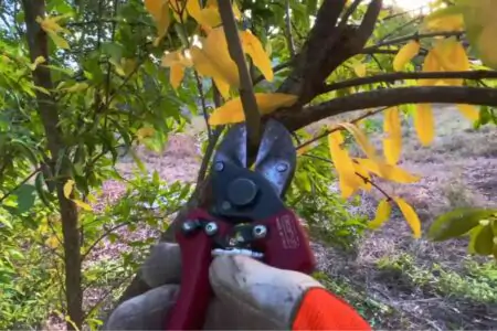 potare il melograno a ottobre