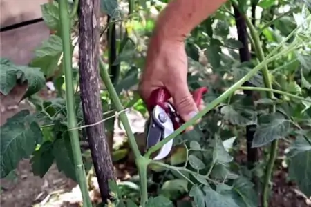 potare pomodori