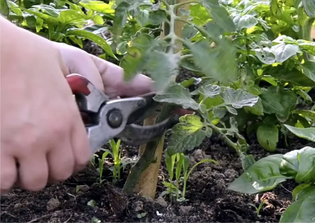 pulizia del piede della pianta