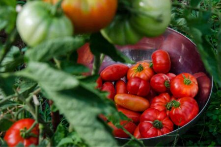 orto semplice pomodori